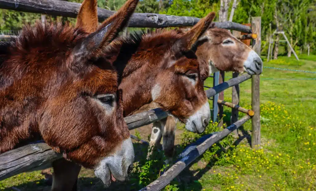 animalia parc vendee