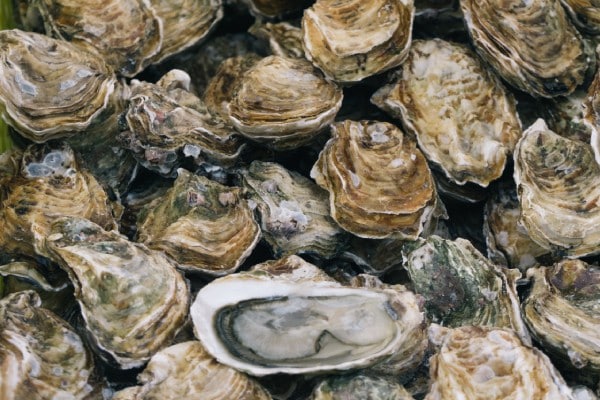 huitres arcachon 1