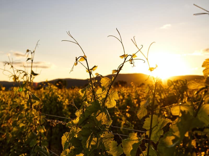 visite vignoble soulac sur mer