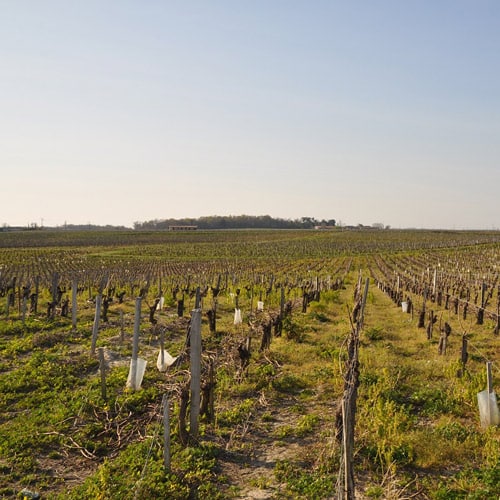 Découvrir Pauillac