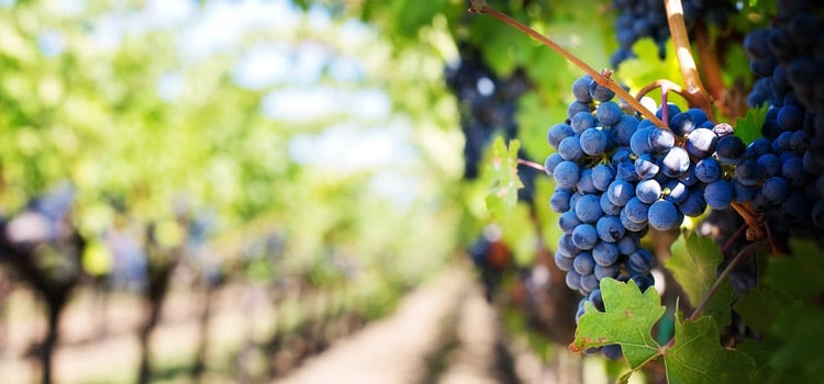 Vignobles du Médoc