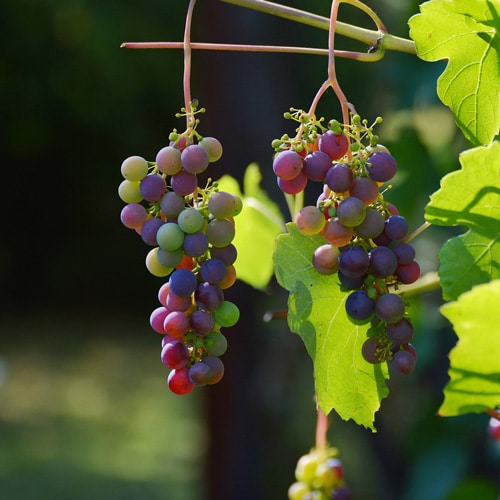 route vin bordeaux