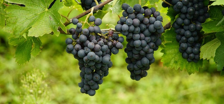vignoble medocain