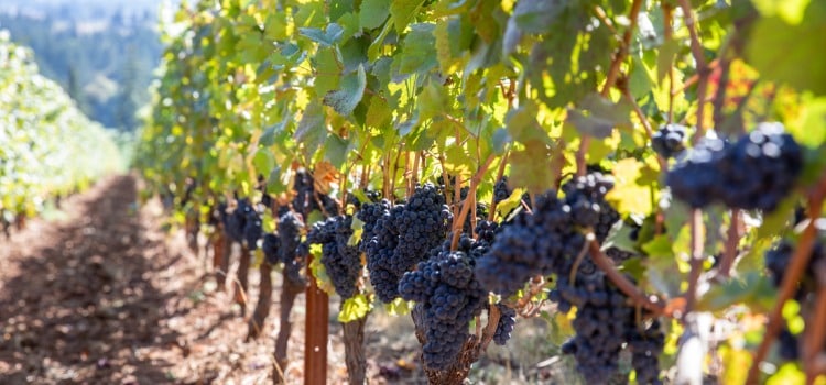 vignobles medoc